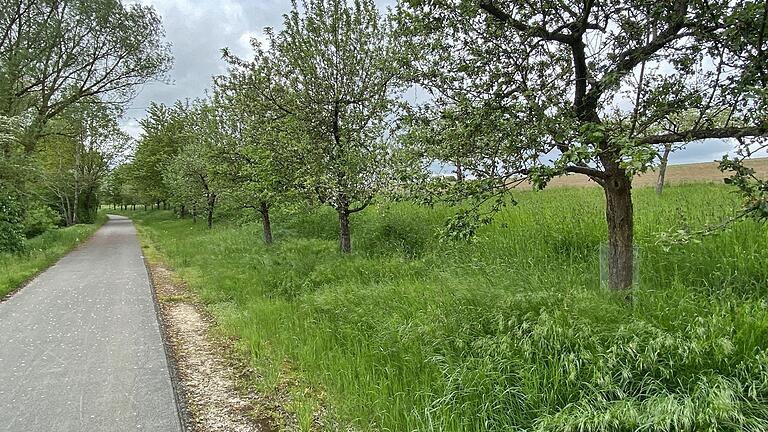 Solche Baumalleen wünscht sich die Agrokraft Bad Neustadt. Bereits 1999 hatte der damalige Bürgermeister von Bad Königshofen, Clemens Behr, eine solche Initiative ergriffen. Mit einer Baumspendenaktion entstand diese Allee am Fahrradweg zwischen Bad Königshofen und Großeibstadt.