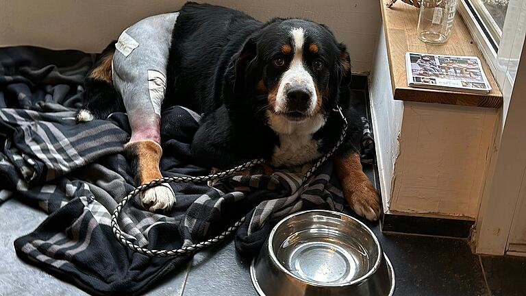 Hofhund 'Louis' wurde am Morgen des 12. Februar von einem unbekannten Autofahrer angefahren.