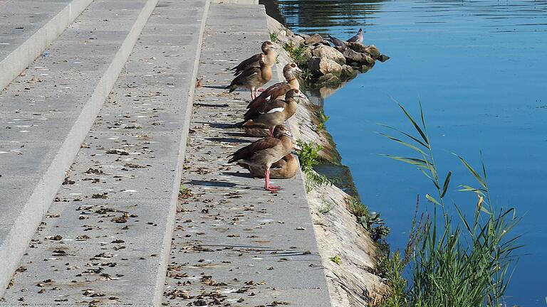 Die Nilgänse nutzen den Mainkai in Kitzingen als öffentliche Toilette. Die Nilgänse nutzen den Mainkai in Kitzingen als öffentliche Toilette.