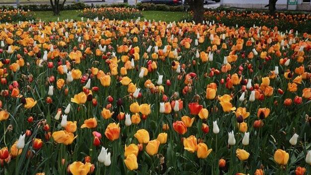 In Würzburg findet wieder der Blumenschmuckwettbewerb statt. Gesucht sind blühende Oasen wie diese Tulpenpflanzung des Gartenamtes, allerdings in Privat- oder Firmenbesitz.