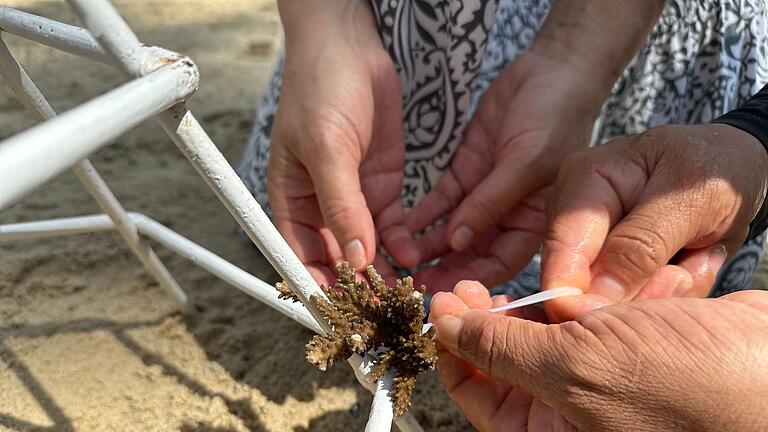 Korallenprojekt in Vietnam - Bei dem Projekt in Vietnam können Touristen selbst Hand anlegen und bei der Rettung der Riffe helfen. Korallenprojekt in Vietnam - Bei dem Projekt in Vietnam können Touristen selbst Hand anlegen und bei der Rettung der Riffe helfen.