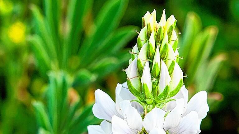 178772094 - Aus der weißen Blüte wird der Samen gewonnen. 178772094 - Aus der weißen Blüte wird der Samen gewonnen.