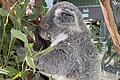 Koala im Wild Life Sydney Zoo       -  Kuscheln oder nicht? Es gibt Diskussionen.