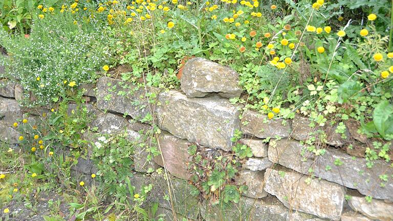 Eine Trockenmauer bietet Lebensraum für besondere Tiere und Pflanzen. Eine Trockenmauer bietet Lebensraum für besondere Tiere und Pflanzen.