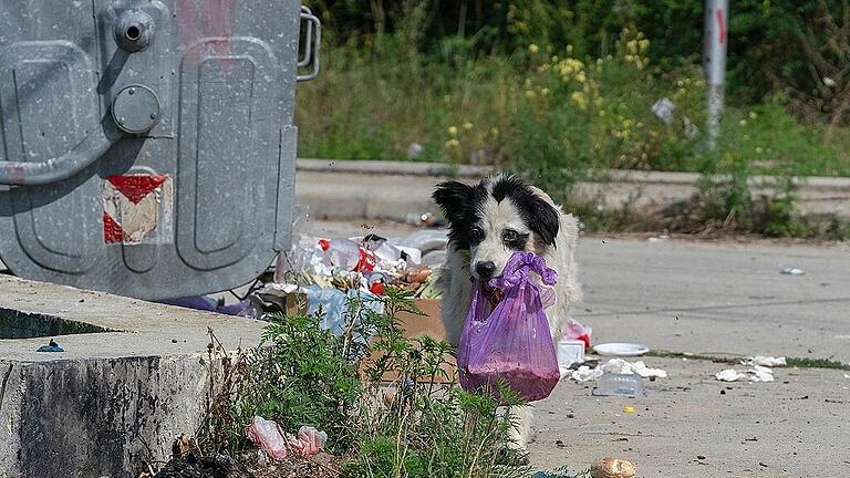 Rum?nienreise Bukarest (c) Deutscher Tierschutzbund e.V. (2)       -  Ein Straßenhund in Rumänien auf der Suche nach etwas zum Fressen.