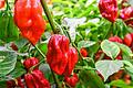 Knuffig: die Habanero &bdquo;King Naga&ldquo;.