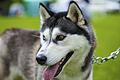 Husky       -  Symbolbild: Siberian Husky