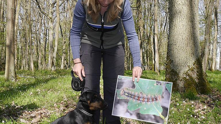 Witterung aufgenommen: Revierleiterin Theresa Graser mit Hund Caesar und einem Bild der Schwammspinner-Raupe.