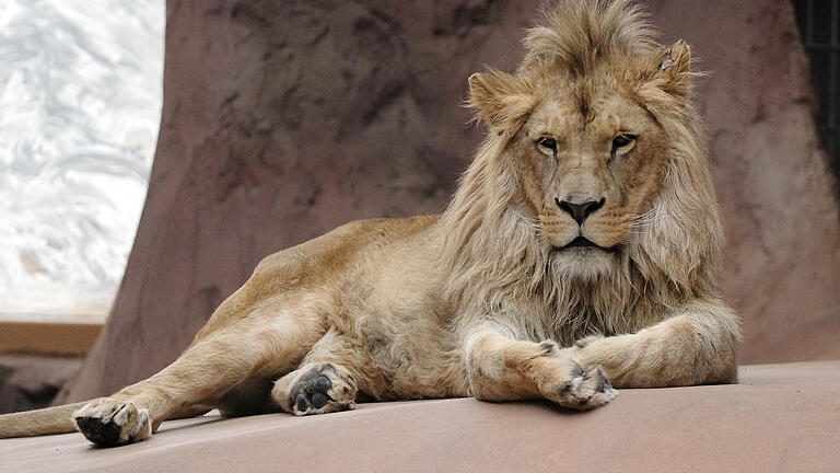 Löwe       -  Ein Löwe hat in einem Nationalpark auf der Krim-Halbinsel die Nähe zu Menschen gesucht (Symbolbild).