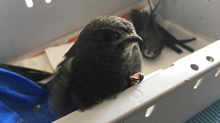 Bis zu 26 junge Vögel hat Susanne Zirkel in den letzten Tagen versorgen müssen. Eine Aufgabe, die selbst die erfahrene Tierpflegerin an ihre Grenzen brachte. Inzwischen hat sich die Lage entspannt. Das quirlige Kerlchen ist ein Mauersegler, der als ganz kleines Küken kam.