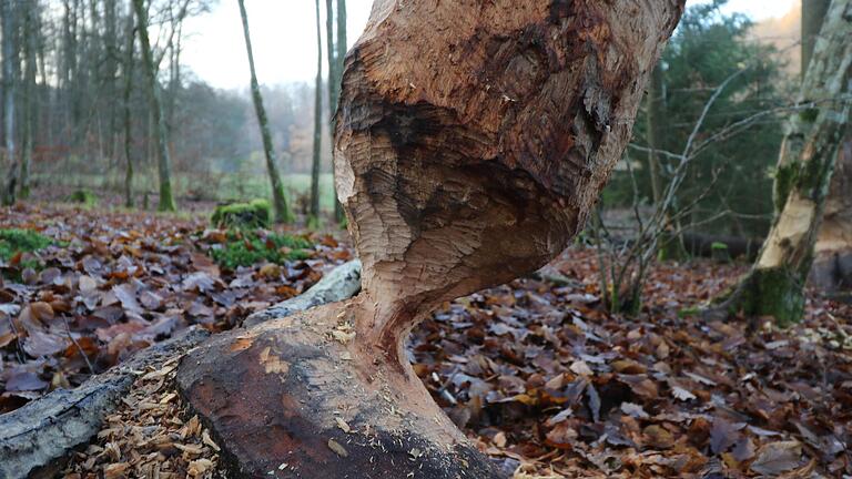 Pech gehabt: Um an die jungen Triebe einer Rotbuche zu kommen, hat der Biber den gut 25 Zentimeter dicken Stamm fast komplett durchgenagt. Der Baum sollte fallen, landete allerdings in der Krone eines anderen Baumes.