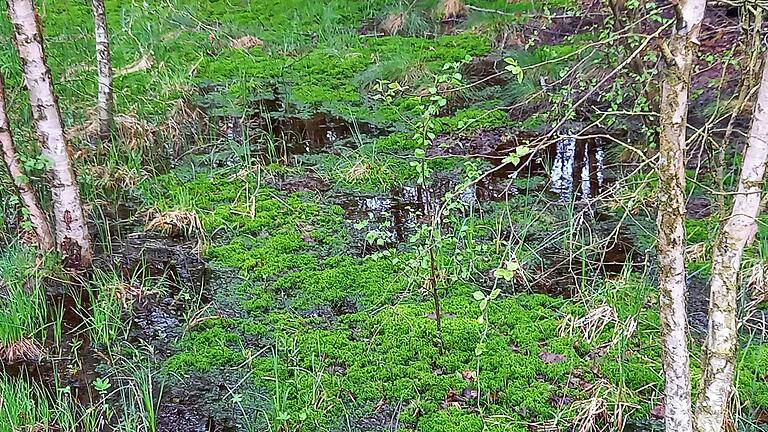 Moose spielen im Schwarzen Moor eine wesentliche Rolle, denn sie sorgen für das weitere Wachstum der bis zu acht Meter dicken Torfschicht, die für die Speicherung von Wasser und CO2 bedeutsam ist.