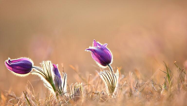 Im Frühjahr blühen in den Sulzheimer Gipshügeln eine Vielzahl von Blumen, wie diese Küchenschellen. Das Foto entstand im März 2022. Im Frühjahr blühen in den Sulzheimer Gipshügeln eine Vielzahl von Blumen, wie diese Küchenschellen. Das Foto entstand im März 2022.