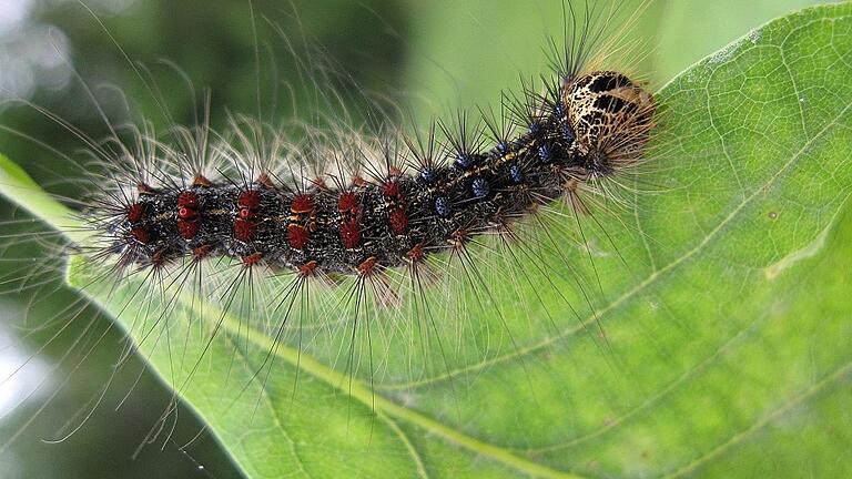 Raupe des Schwammspinners - Die weiblichen Schwammspinner legen an der Rinde Eier ab, in den Gelegen überwintern die Räupchen in ihren Eihüllen. Raupe des Schwammspinners - Die weiblichen Schwammspinner legen an der Rinde Eier ab, in den Gelegen überwintern die Räupchen in ihren Eihüllen.