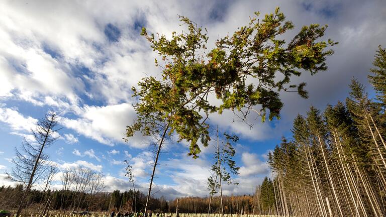 Waldzustandsbericht 2023 - Thüringen       -  Wo einst Fichten standen, sollen auf dieser Fläche nun Laubbäume wachsen.