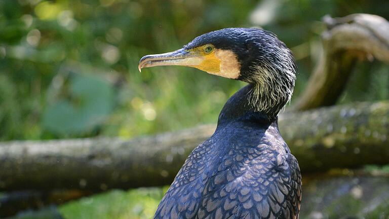 Ein Kormoran im Wildpark Bad Mergentheim - dort ist er gewünscht, am Main jedoch macht er Probleme.