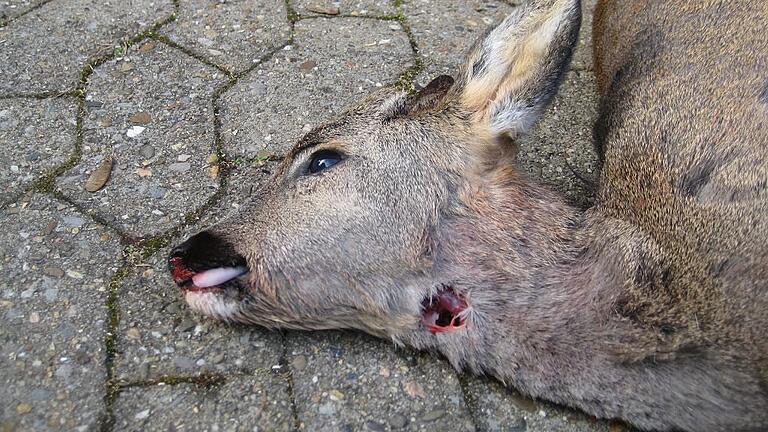 In diesem Jagdjahr wurden bereits sieben Rehe von Hunden gerissen.