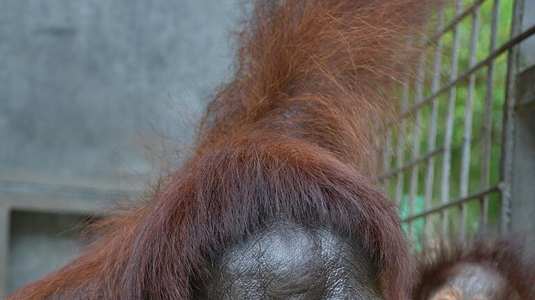 Orang-Utan-Mama Du auf Borneo - Das Orang-Utan-Weibchen Du hat mit der Adoption auch Experten überrascht. Orang-Utan-Mama Du auf Borneo - Das Orang-Utan-Weibchen Du hat mit der Adoption auch Experten überrascht.