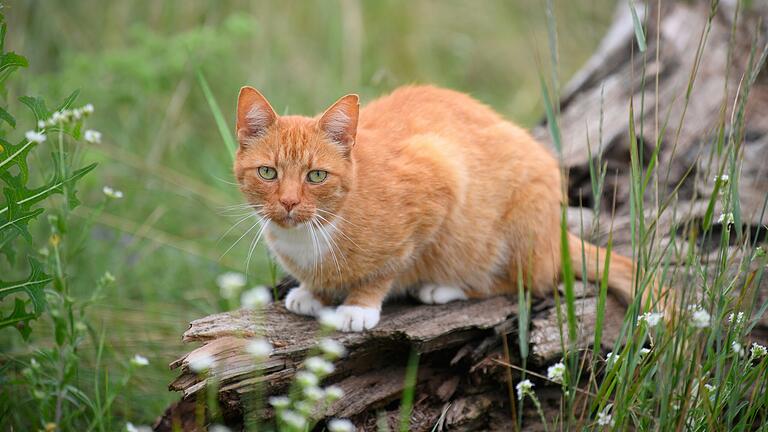 Katzen (Symbolfoto) sind als Haustiere beliebt, doch herrenlose Streuner können zum Problem werden. Daher gilt im Landkreis Haßberge ab September eine neue Katzenschutzverordnung.