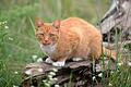 Katzen (Symbolfoto) sind als Haustiere beliebt, doch herrenlose Streuner können zum Problem werden. Daher gilt im Landkreis Haßberge ab September eine neue Katzenschutzverordnung.