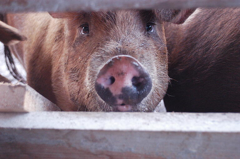 Schau mir in die Augen:&nbsp; So treu können Schweine blicken.&nbsp;