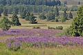 Weit verbreitet ist die blaue Lupine mit ihrem kerzenförmigen Blütenstengel. Ihr haben seit einigen Jahren Landratsamt und Biosphärenreservat den Kampf angesagt. Denn sie ist kein typisches Gewächs der Rhön, sagte Landrat Thomas Habermann vor dem Kreisausschuss.