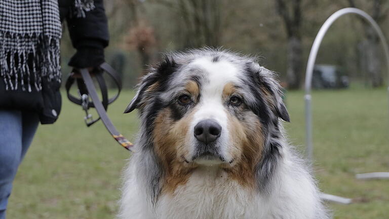 Tag der offenen 'Hoopers'-Tür beim Verein für Hundesport Main-Spessart