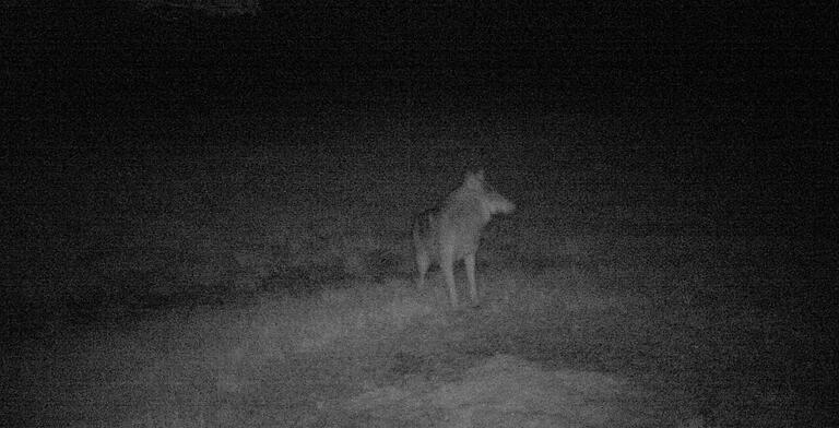 Im April 2018 wurde erstmals in der Rhön wieder ein Wolf gesichtet. Im April 2018 wurde erstmals in der Rhön wieder ein Wolf gesichtet.