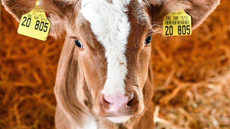 Premium-Bio beim Discounter? 'Am Anfang war Lidl Feindbild' - Ein Kalb im Milchviehbetrieb der Familie Bund in Wertheim. Premium-Bio beim Discounter? 'Am Anfang war Lidl Feindbild' - Ein Kalb im Milchviehbetrieb der Familie Bund in Wertheim.