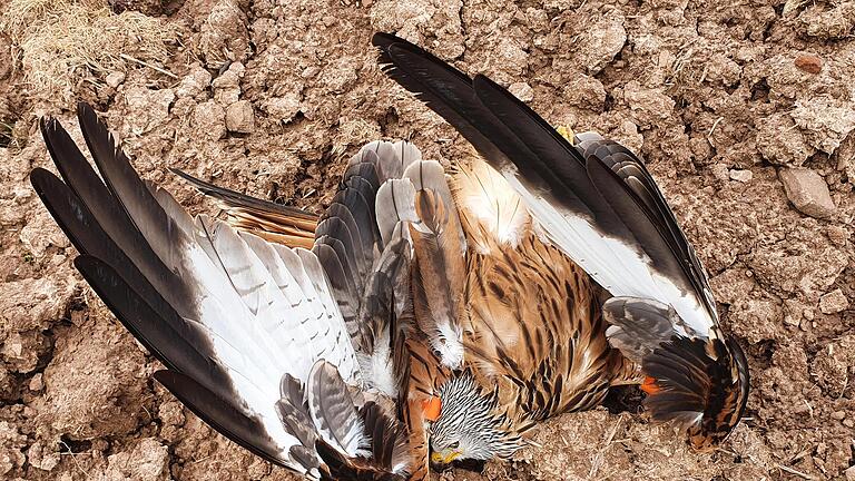 Drei tote Rotmilane und ein Kolkrabe wurden rund um Diebach und Untereschenbach gefunden. Die Todesursache ist noch unklar. Foto: G. Zieger - Drei tote Rotmilane und ein Kolkrabe wurden rund um Diebach und Untereschenbach gefunden. Die Todesursache ist noch unklar. Foto: G. Zieger Drei tote Rotmilane und ein Kolkrabe wurden rund um Diebach und Untereschenbach gefunden. Die Todesursache ist noch unklar. Foto: G. Zieger - Drei tote Rotmilane und ein Kolkrabe wurden rund um Diebach und Untereschenbach gefunden. Die Todesursache ist noch unklar. Foto: G. Zieger