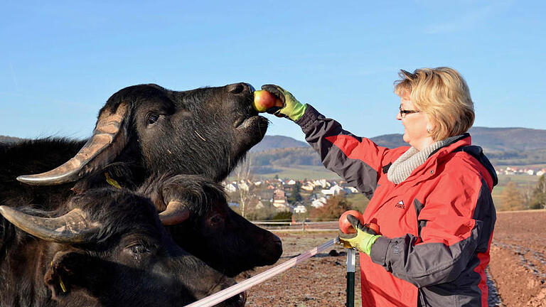 Sandra Groten aus Wollbach hat sich für die Haltung von Wasserbüffeln entschieden. Hier füttert sie ihre Tiere mit Äpfeln. Foto: Kathrin Kupka-Hahn       -  Sandra Groten aus Wollbach hat sich für die Haltung von Wasserbüffeln entschieden. Hier füttert sie ihre Tiere mit Äpfeln. Foto: Kathrin Kupka-Hahn