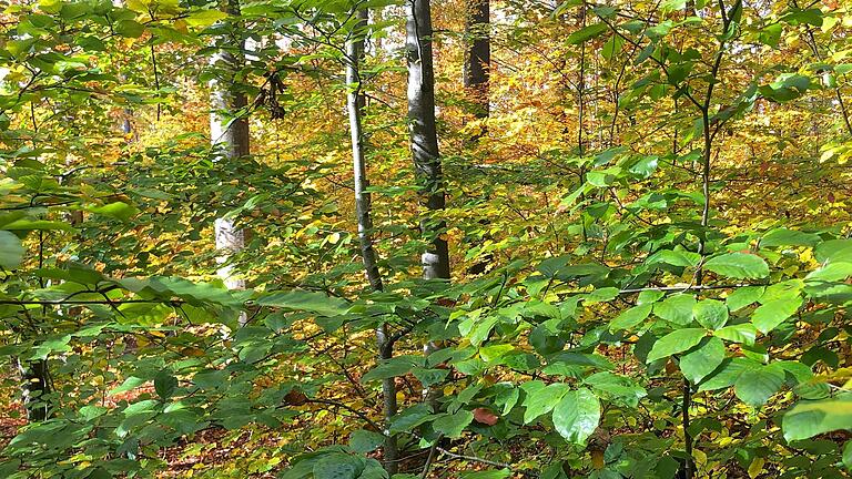 Für frisches Blattgrün im Spätherbst sorgen die milden Temperaturen.