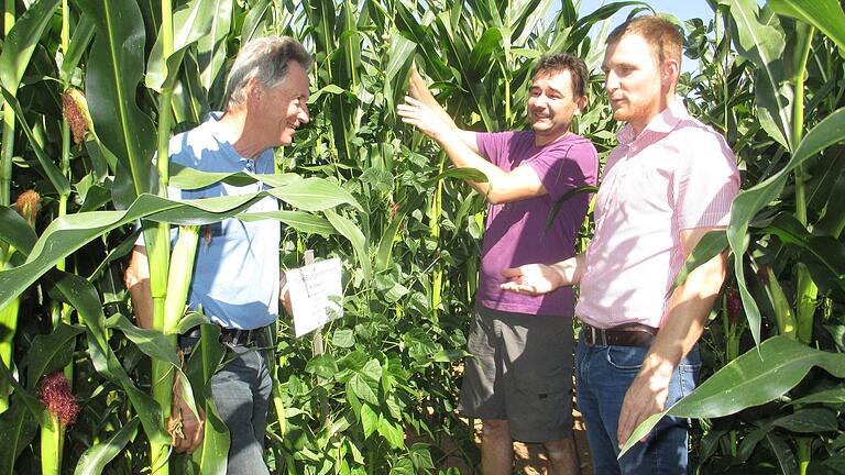 Zufrieden mit dem Versuch der Mais-Stangenbohnen-Pflanzung zeigen sich (von links nach rechts) Wasserberater Rainer Schubert, Landwirt Jochen Then und Pflanzenbauberater Julian Megner.