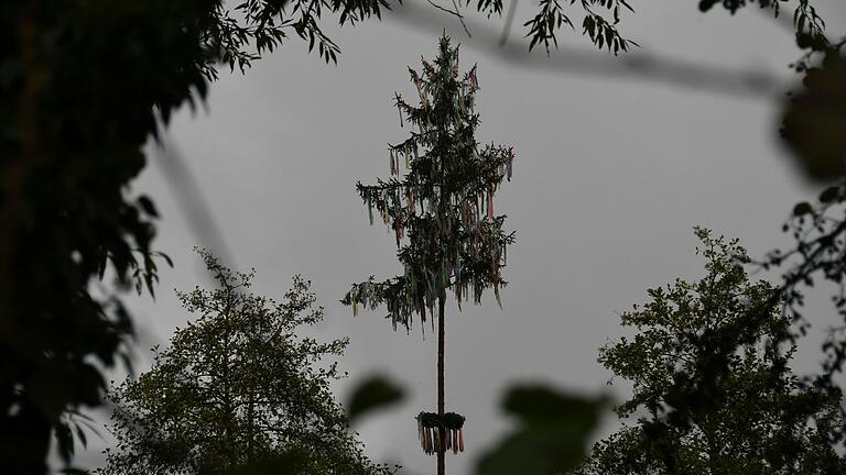 Der Kirchweihbaum, in Burgsinn auch &quot;Plo&quot; genannt, am Tag nach der ersten Burgsinner Oktober-Kirb.