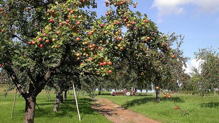 Ein Erfolg: Fünf Millionen Streuobstbäume sollen erhalten, eine Million neue gepflanzt werden. Ein Erfolg: Fünf Millionen Streuobstbäume sollen erhalten, eine Million neue gepflanzt werden.