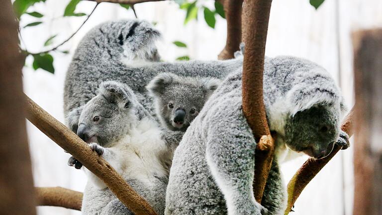 Koalas im Duisburger Zoo       -  Der Duisburger Zoo ist europaweit Spezialist für die aufwendige Zucht und Zoo-Haltung der Koalas. (Archivbild)