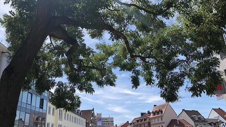 Nicht nur in den Grünanlagen, auch mitten in der Stadt, wie hier am Schweinfurter Roßmarkt, spenden die Bäume Schatten und sorgen für Abkühlung.