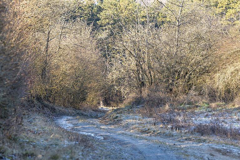 'Ins Werntal': Eine kurze Etappe führt durch den Wald.