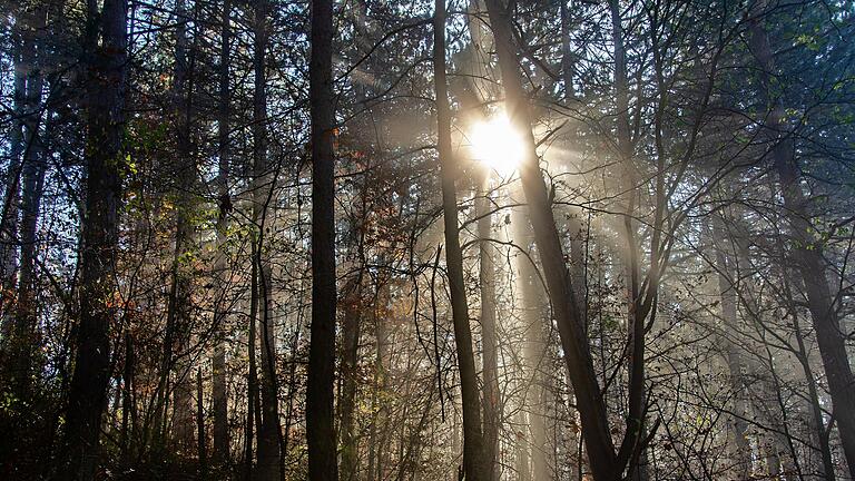 Ein Waldspaziergang ist inspirierend und gesund.&nbsp;