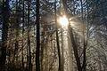 Ein Waldspaziergang ist inspirierend und gesund.&nbsp;