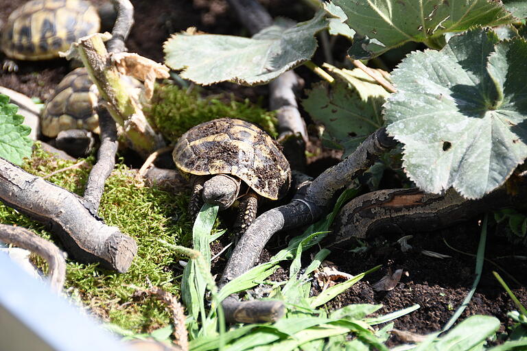 Grünzeug knabbern, klettern, krabbeln und sich die Sonne auf den Panzer scheinen lassen: So geht es den Landschildkröten in der Auffangstation gut. Sandra Malguth und ihr Team sorgen gut für sie, bis sie ein neues Zuhause gefunden haben.