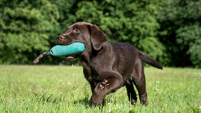 Dummy-Training mit Welpen       -  Früh übt sich: Bei Labradoren bietet sich von klein auf das Apportier-Spiel an.