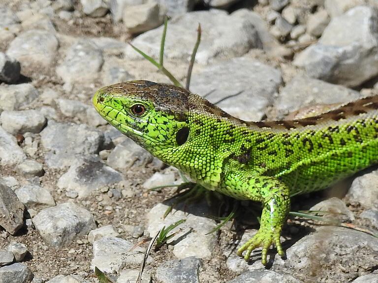 Um sie geht es: Zauneidechsen gehören zu den stark bedrohten Tieren. Wenn Reptilien entlang der Straße gefunden werden, dann werden sie umgesiedelt.&nbsp;