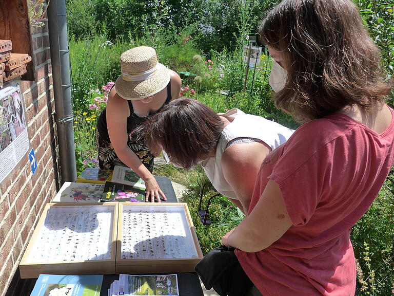 Wildbienen und Wildbienen-Forscherin Sonja Schröck gefällt es im Naturgarten von Carsten Hagemann.