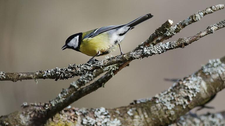 Kohlmeise       -  Bei Kohlmeisen kommt es immer wieder zu kleineren Wanderungen. Dann müssen sich die Vögel in neuen Umgebungen zurechtfinden. (Archivbild)