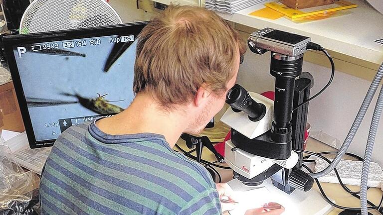 Auswertung: Ein Mitarbeiter fotografiert ein Insekt, das in eine Falle gegangen ist. Im nächsten Schritt entfernt er ein Bein, aus dem anschließend die DNA extrahiert wird.