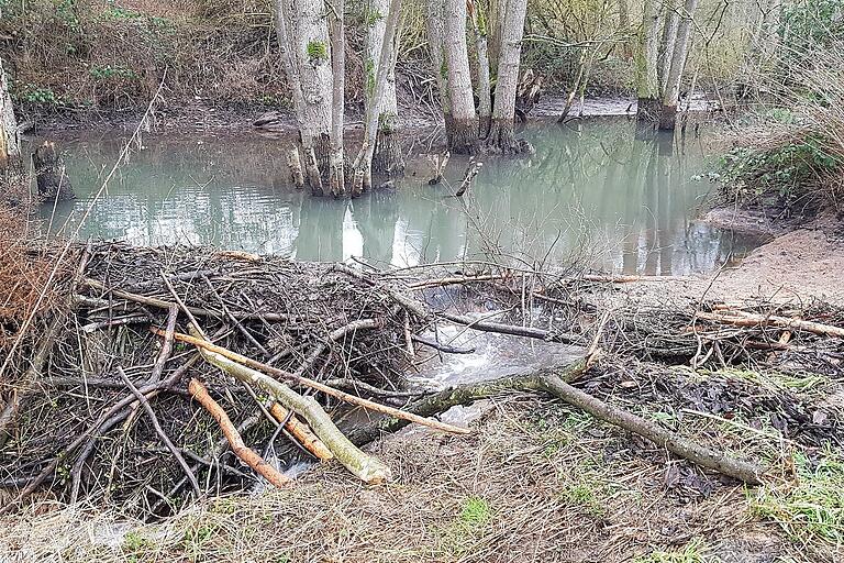 Der Bibersee am Erlenbach in Marktheidenfeld. Im Vordergrund die Zerstörung am Damm, die zu einer Senkung des Wasserspiegels um 50 Zentimeter geführt hat Der Bibersee am Erlenbach in Marktheidenfeld. Im Vordergrund die Zerstörung am Damm, die zu einer Senkung des Wasserspiegels um 50 Zentimeter geführt hat