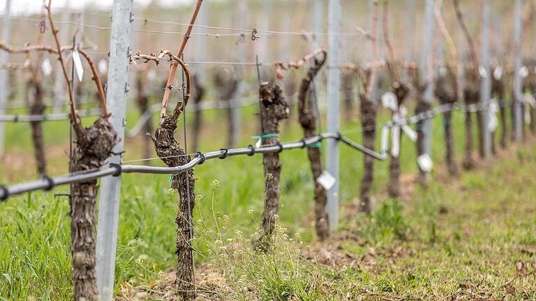 Mit Schlauchanlagen zur Tröpfchenbewässerung helfen Winzer in Franken nach, wenn der Regen ausbleibt.