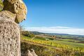 Unterwegs auf dem Wanderweg 'Ums Mahlholz' rund um Gerolzhofen: Am Alten Berg steht eine Statue des Heiligen Franziskus. Er hat den schönsten Platz hier oben, blickt über die Weinberge von Wiebelsberg, die Hangkante des Steigerwalds entlang. Links öffnet sich das Tal von Handthal mit seinen Weinbergen.