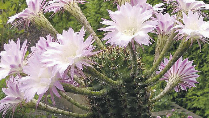 Lange Blütenstiele: Margarete und Norbert Bauer aus Würzburg hatten bis zu 17 Blüten an ihrem Bauernkaktus.